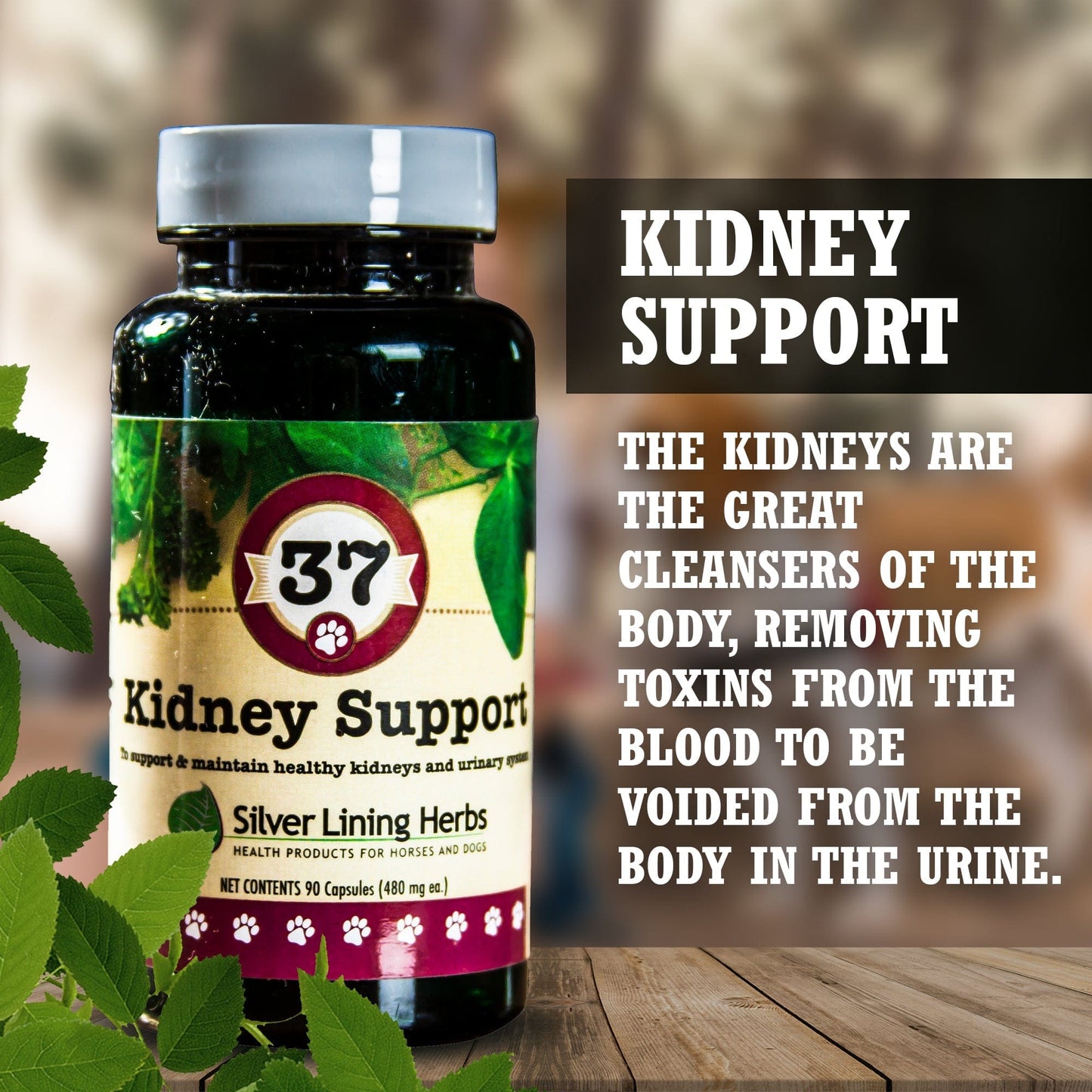 Kidney Support by Silver Linings Herbs