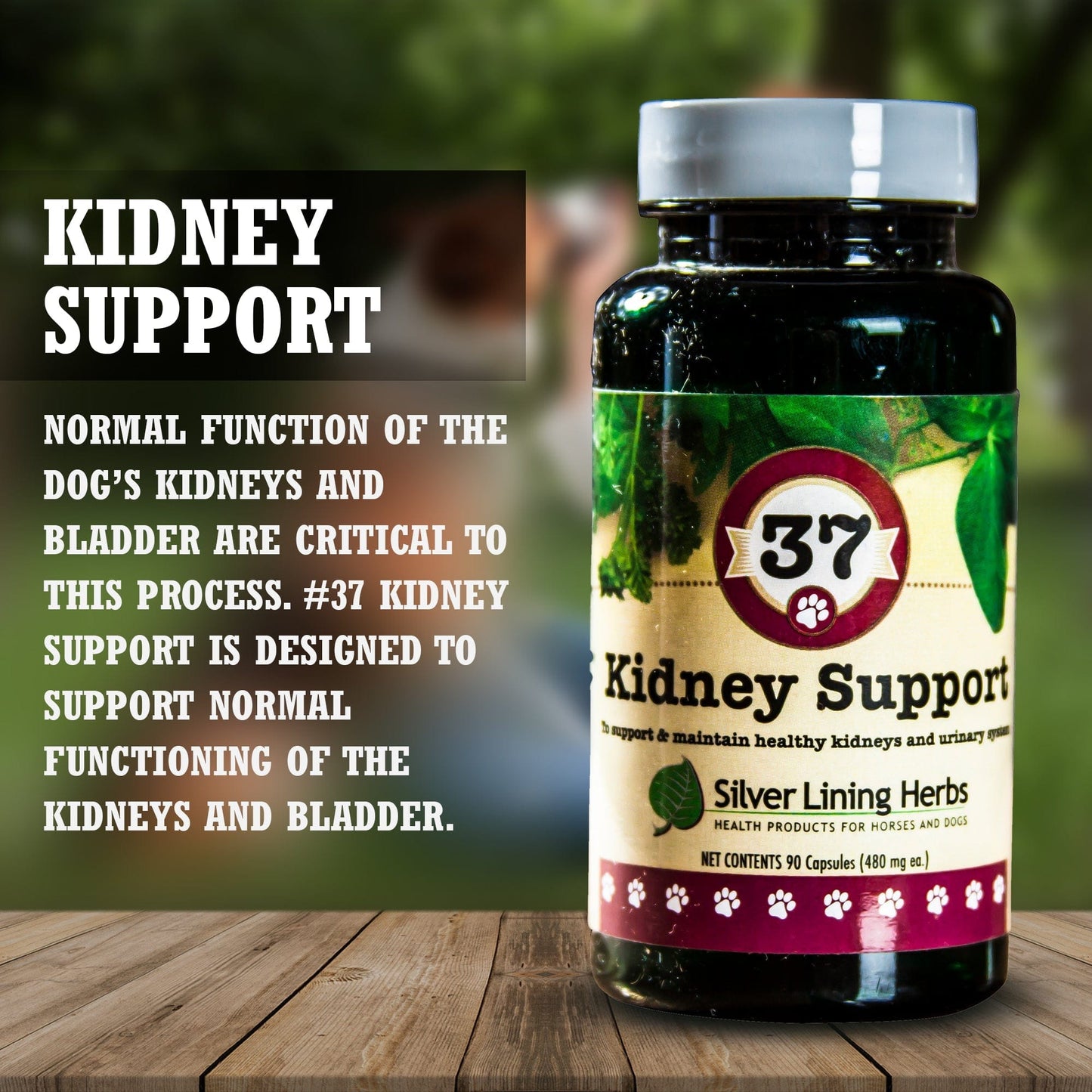 Kidney Support by Silver Linings Herbs