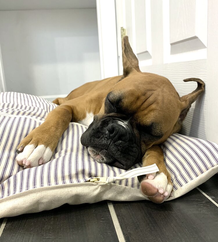 boxer dog sleeping on Naval Rigging Vintage Farmhouse Navy Ticking Dog Bed