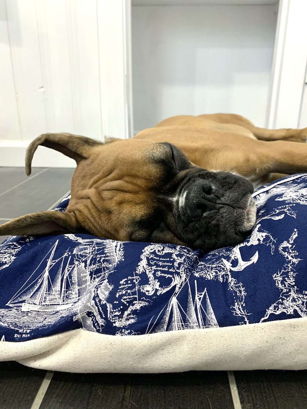 boxer dog sleeping on vintage navy and white maritime toile nautical map designer dog bed in room