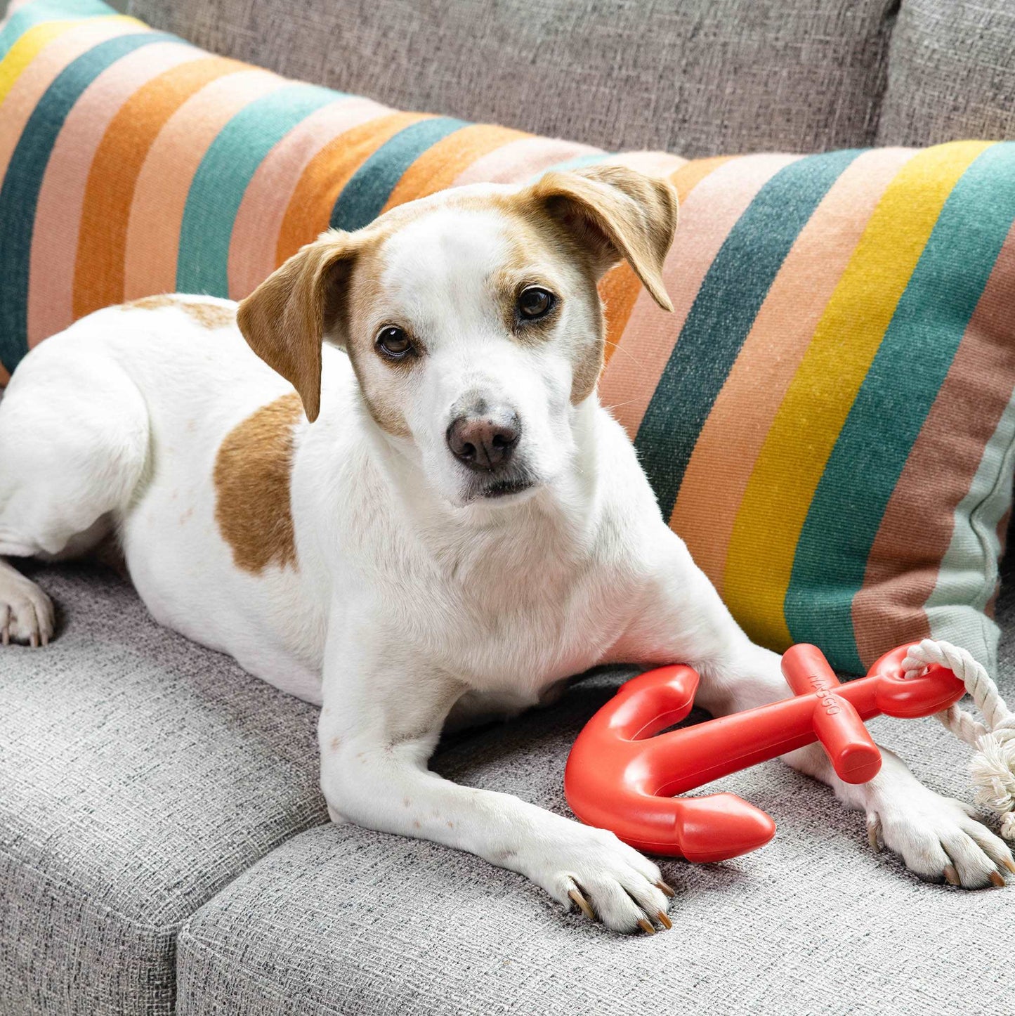 dog with red rubber anchor chew dog toy with rope tug on couch