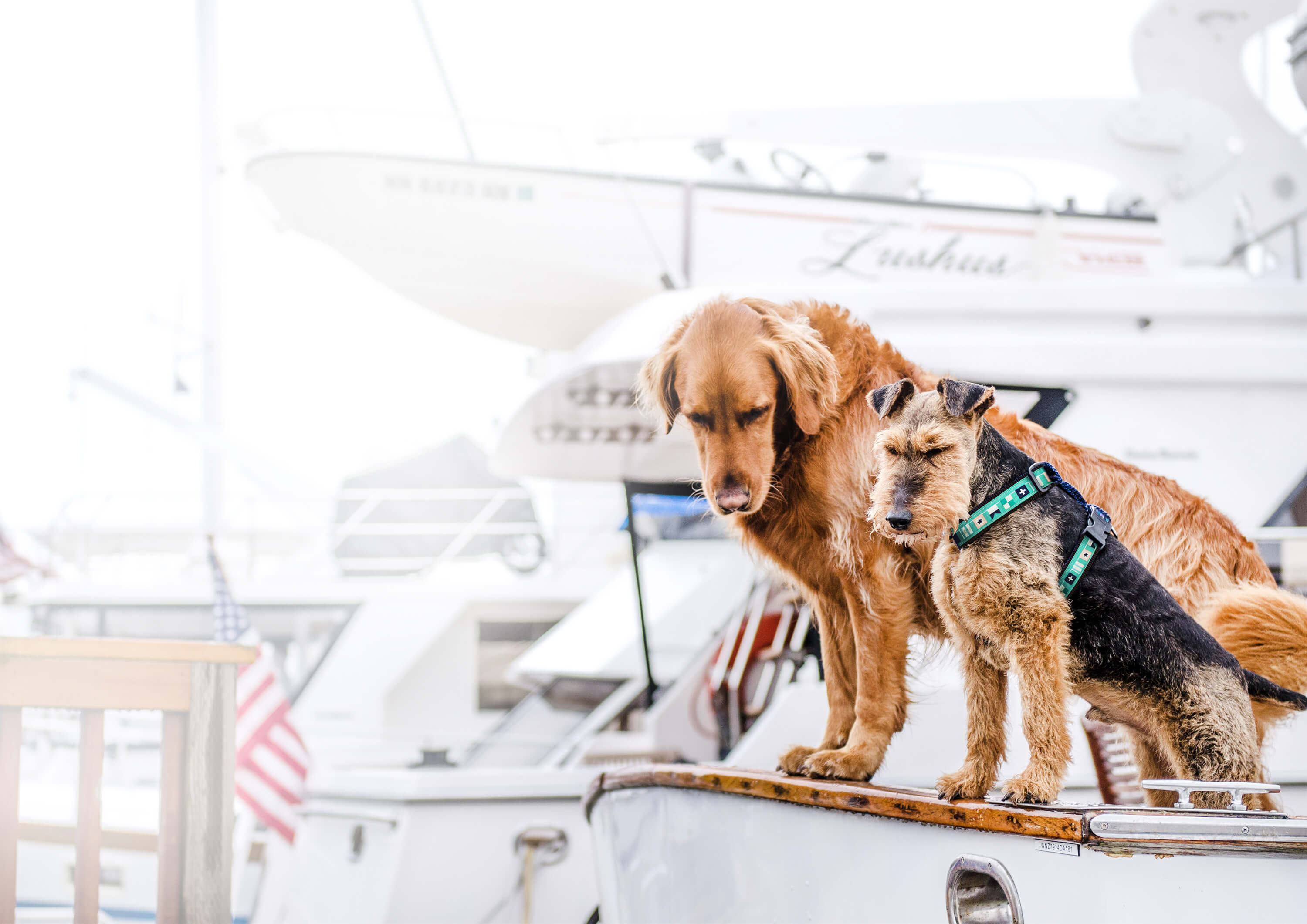 Two dogs on boat wearing Nauti-dog Handmade dog collars and harness