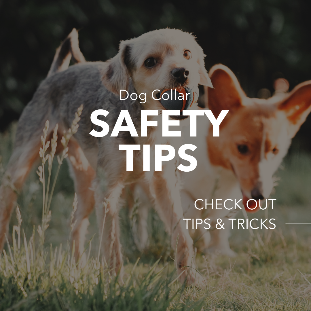 Dog Collar Safety Tips