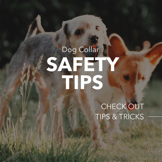 Dog Collar Safety Tips