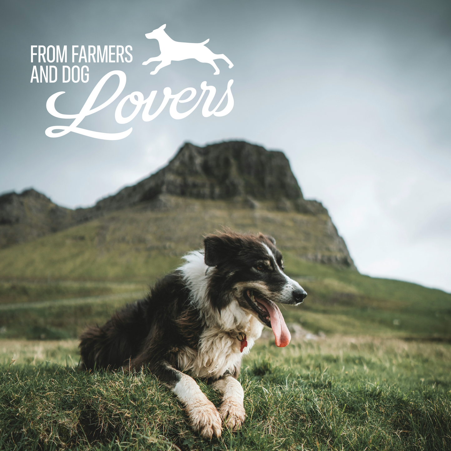 Baffs Naturals All-Natural Premium Lamb Lung Biscuits – 2 Pack (4oz Each)