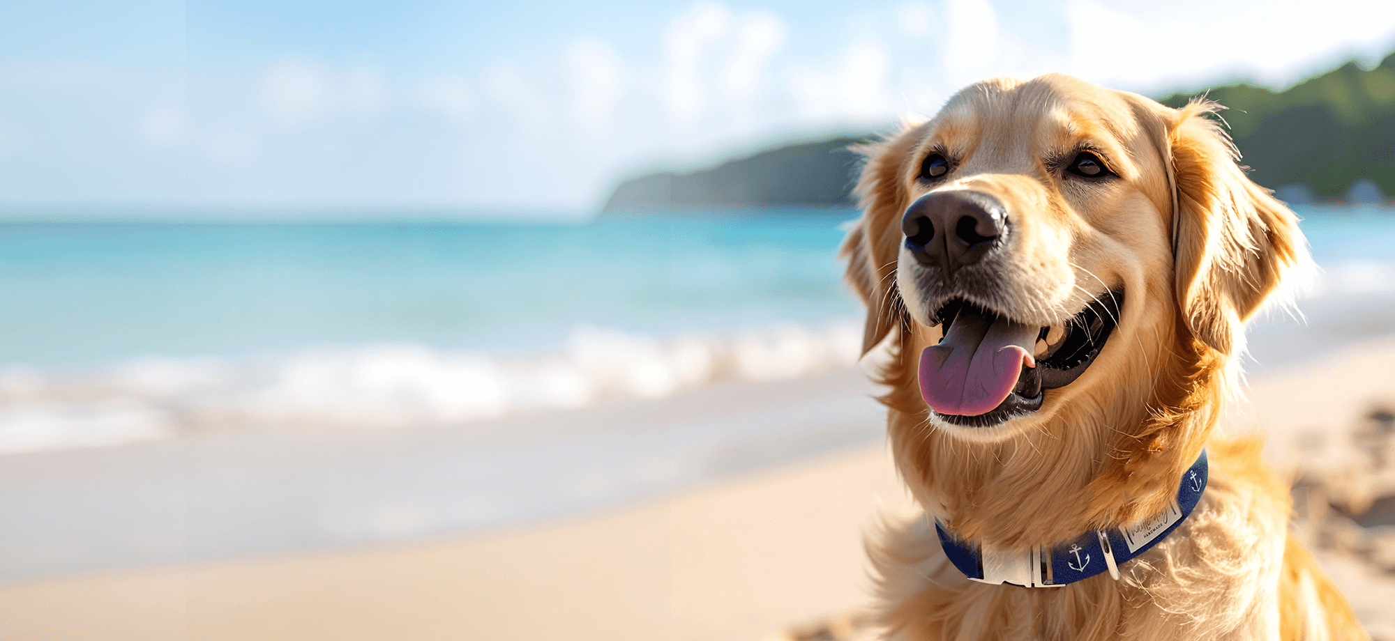 Nauti-dog sitting on beach wearing anchors away dog collar